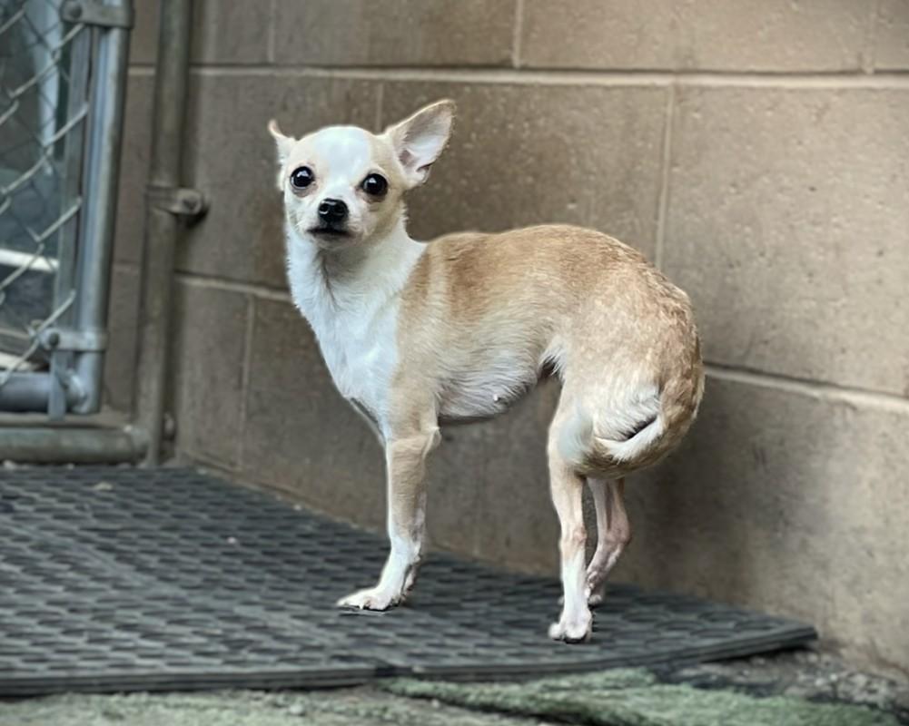 Enlarge Cricket, a Adoptable Chihuahua in Hoquiam, WA image 2/5