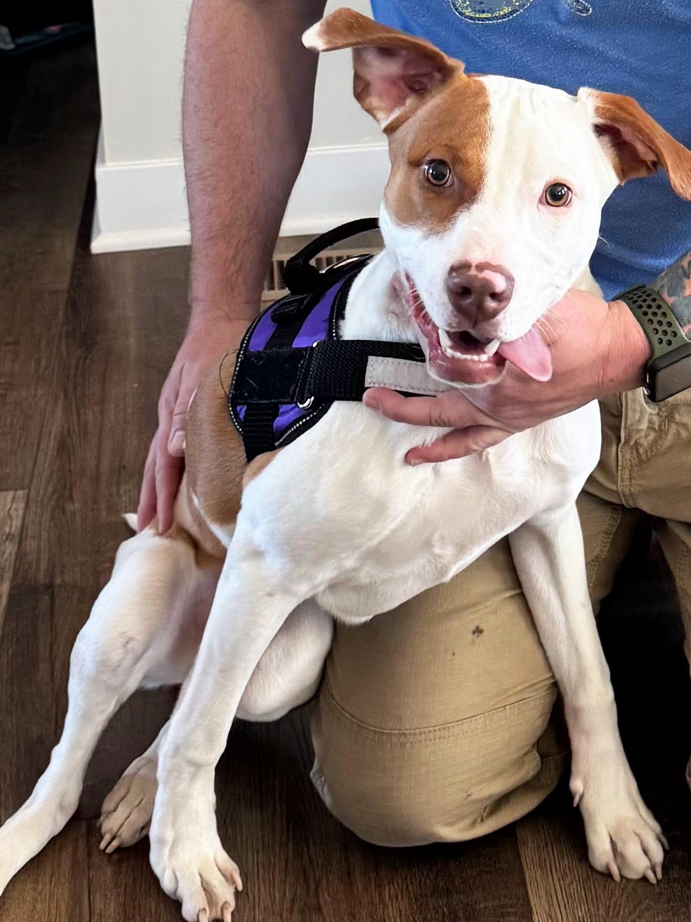 Enlarge Copper, a ADOPTABLE mixed breed in Manhattan, KS image 2/4