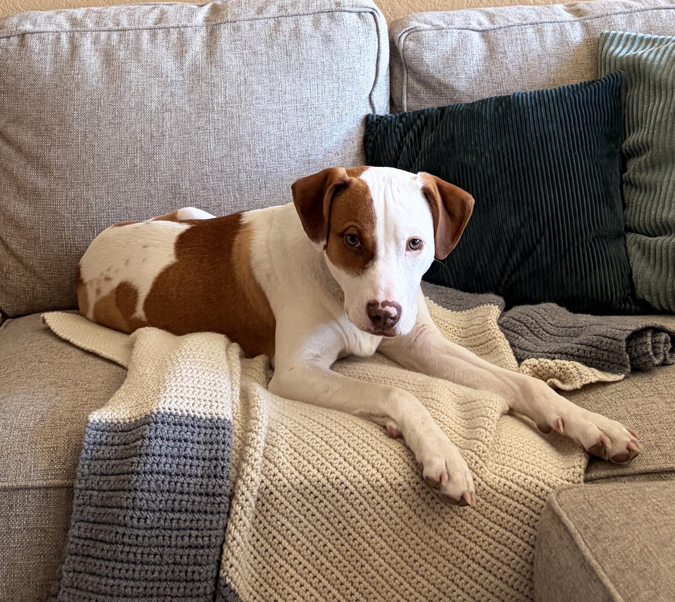 Enlarge Copper, a ADOPTABLE mixed breed in Manhattan, KS image 5/6