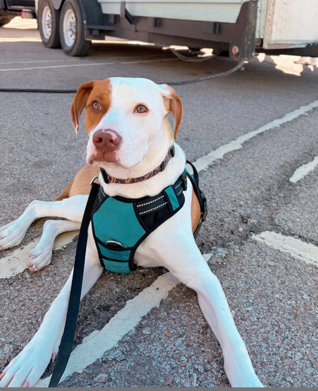 Enlarge Copper, a ADOPTABLE mixed breed in Manhattan, KS image 3/6