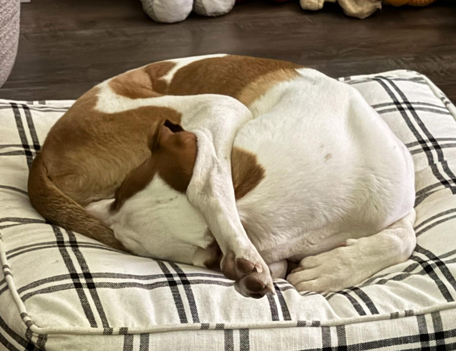 Enlarge Copper, a ADOPTABLE mixed breed in Manhattan, KS image 4/4