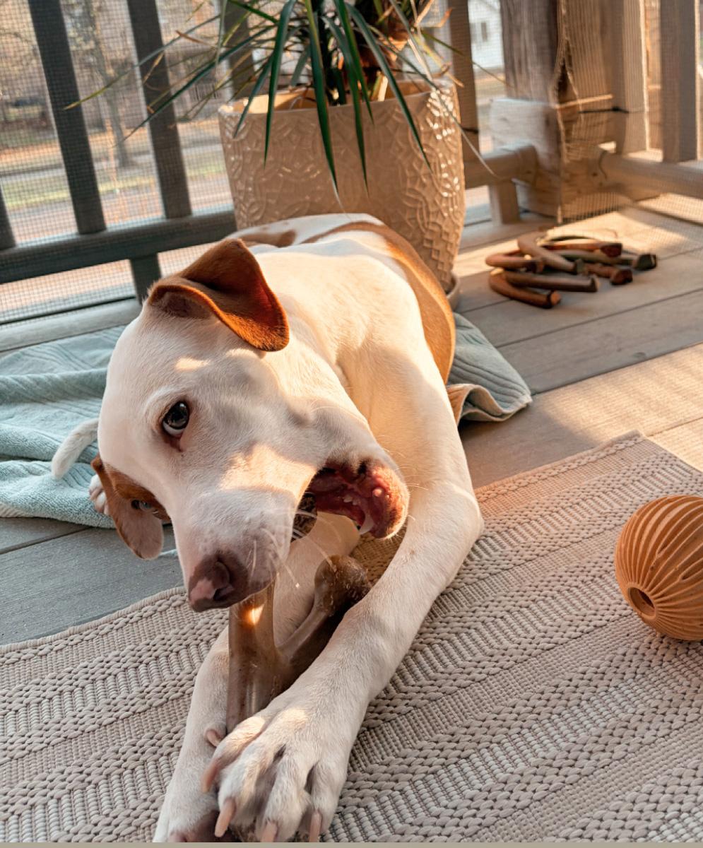 Enlarge Copper, a ADOPTABLE mixed breed in Manhattan, KS image 6/6