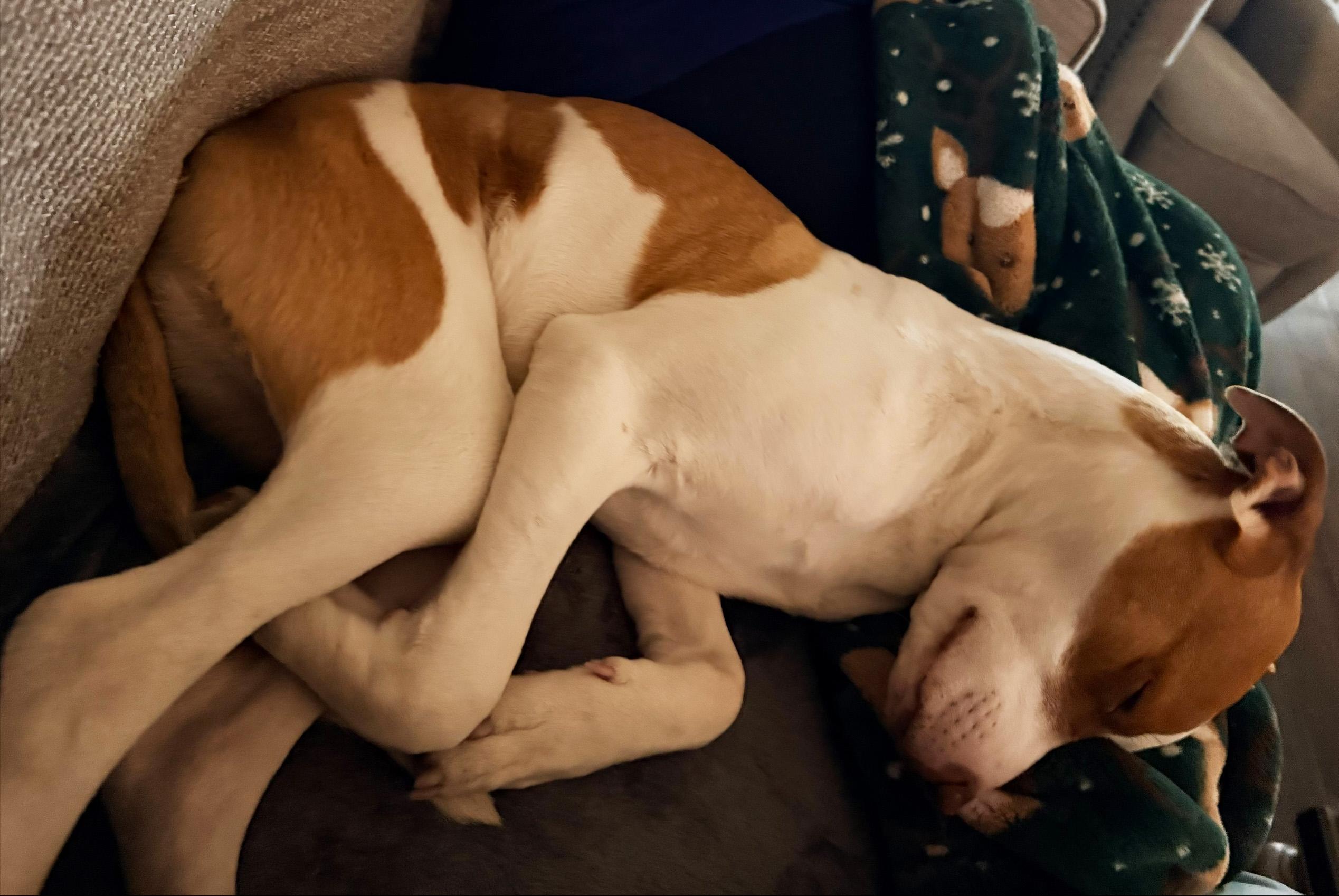 Enlarge Copper, a ADOPTABLE mixed breed in Manhattan, KS image 3/4