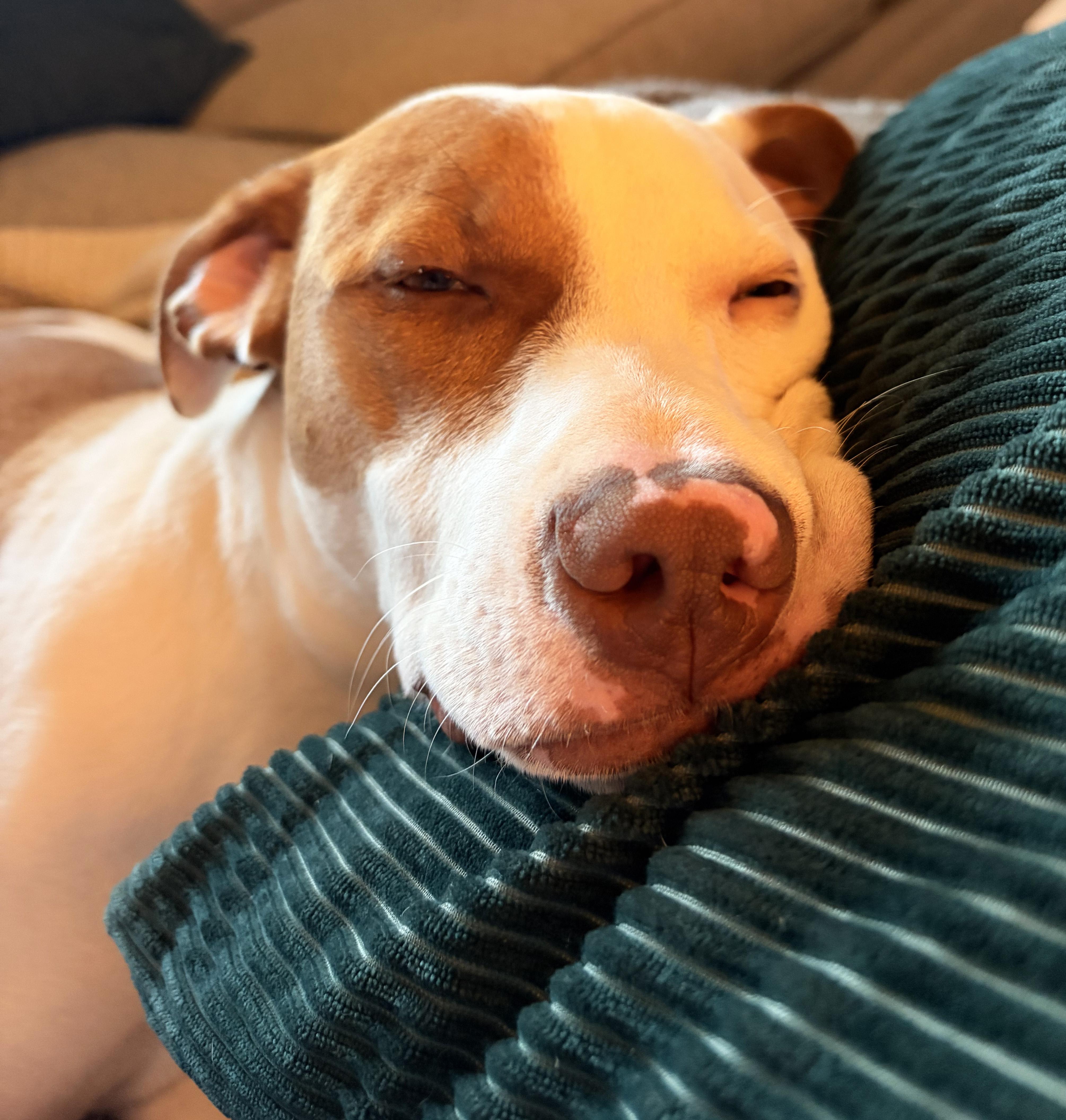 Enlarge Copper, a ADOPTABLE mixed breed in Manhattan, KS image 4/6