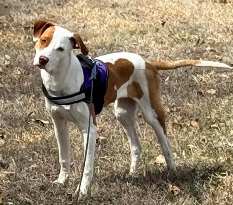 Enlarge Copper, a ADOPTABLE mixed breed in Manhattan, KS image 1/4