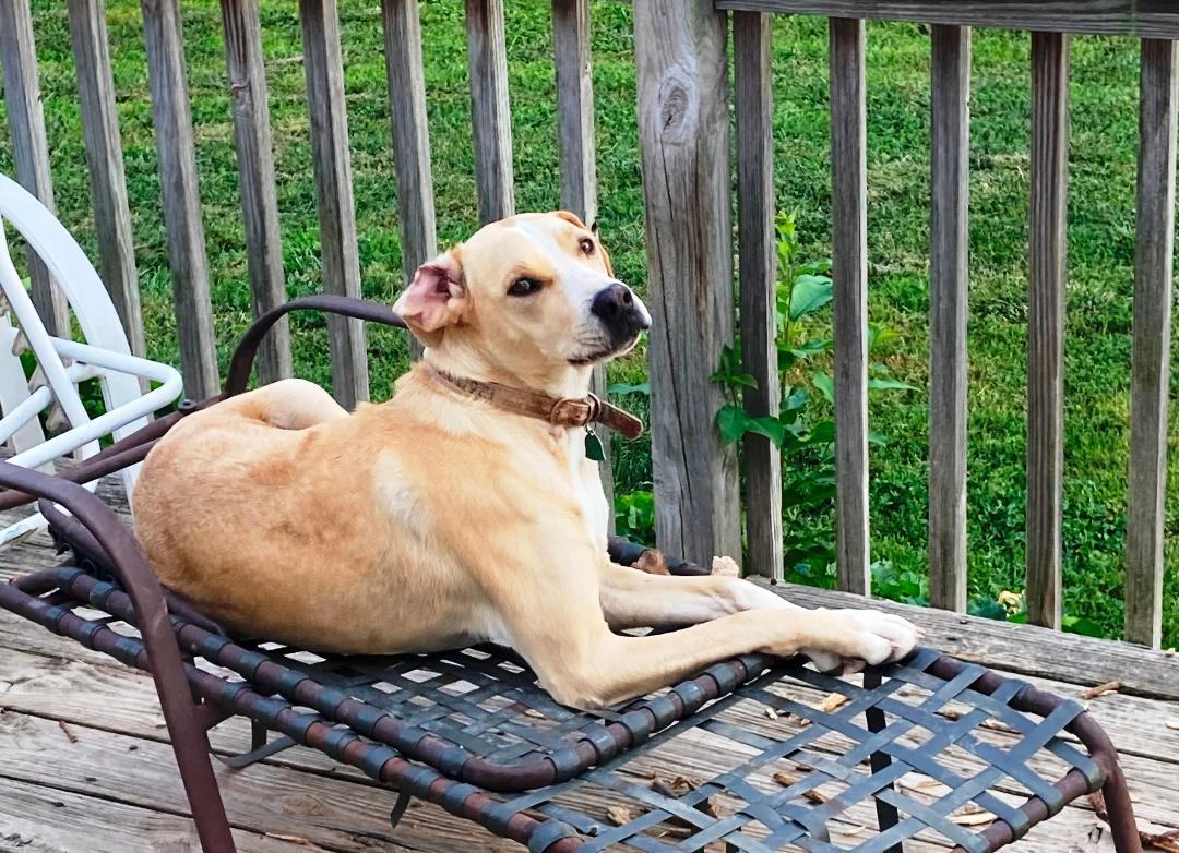 Max, a Adoptable Mixed Breed in Nixa, MO image 1/2