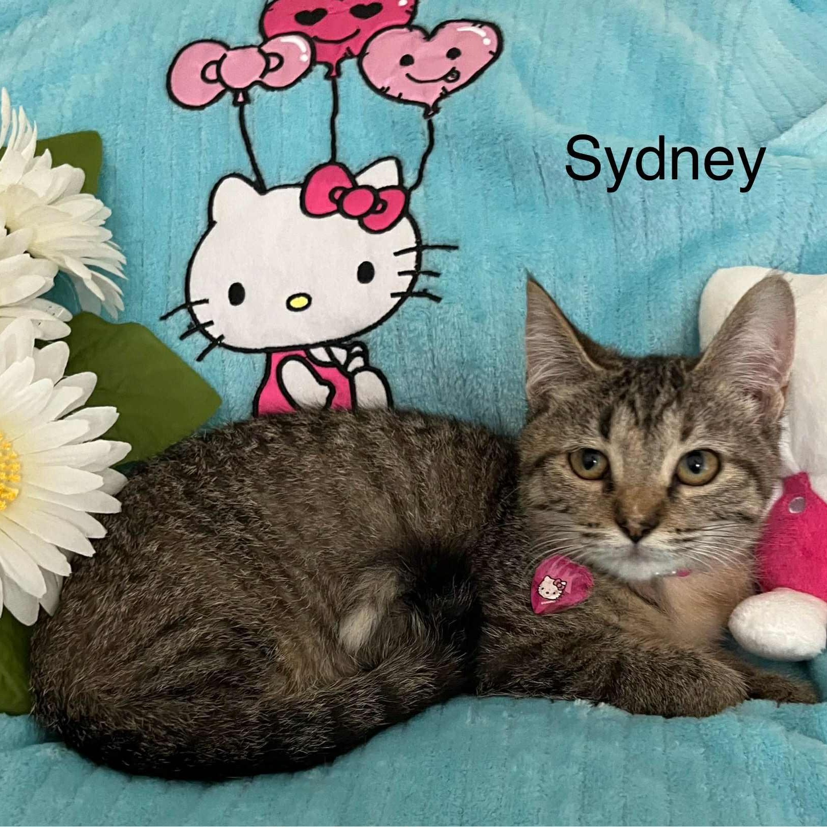 Sydney @ Livonia PetSmart