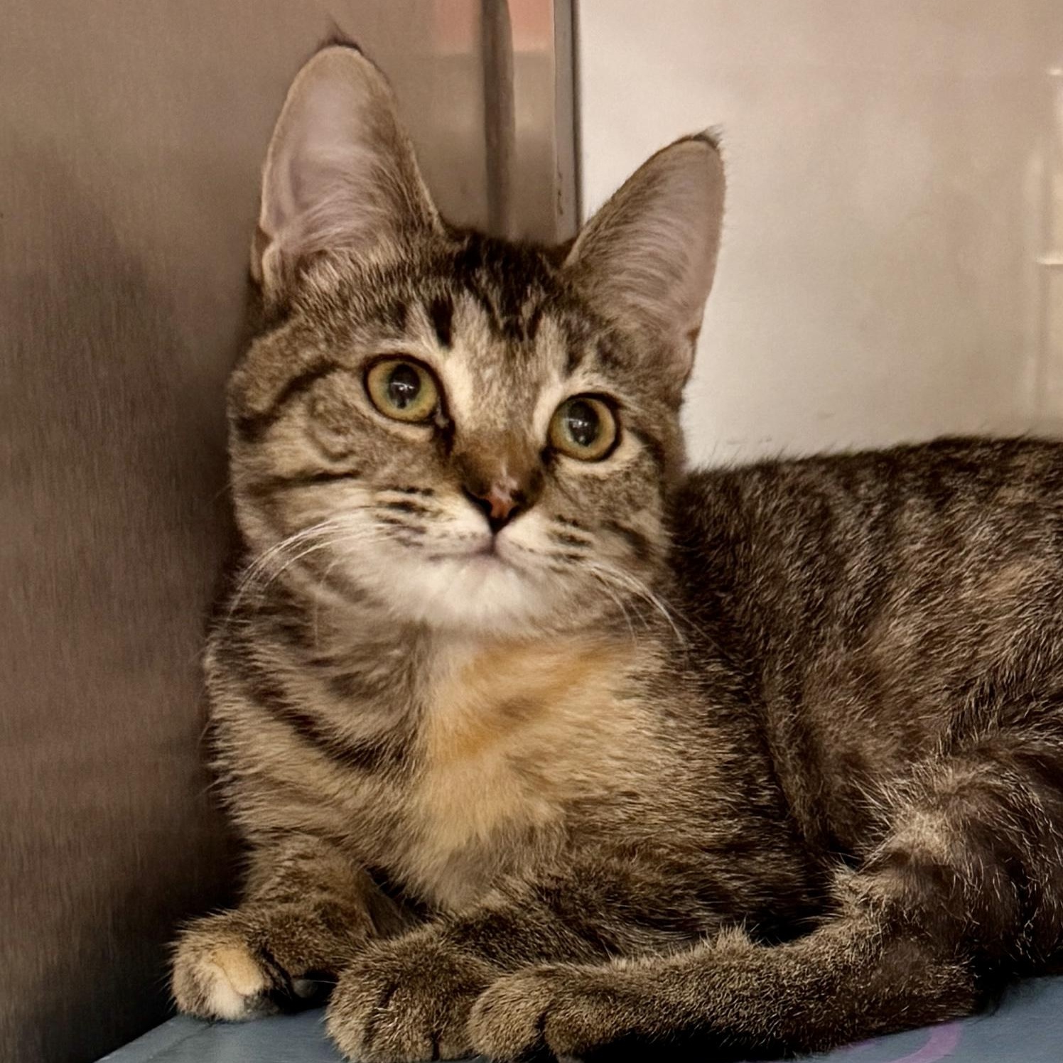 Sydney @ Livonia PetSmart