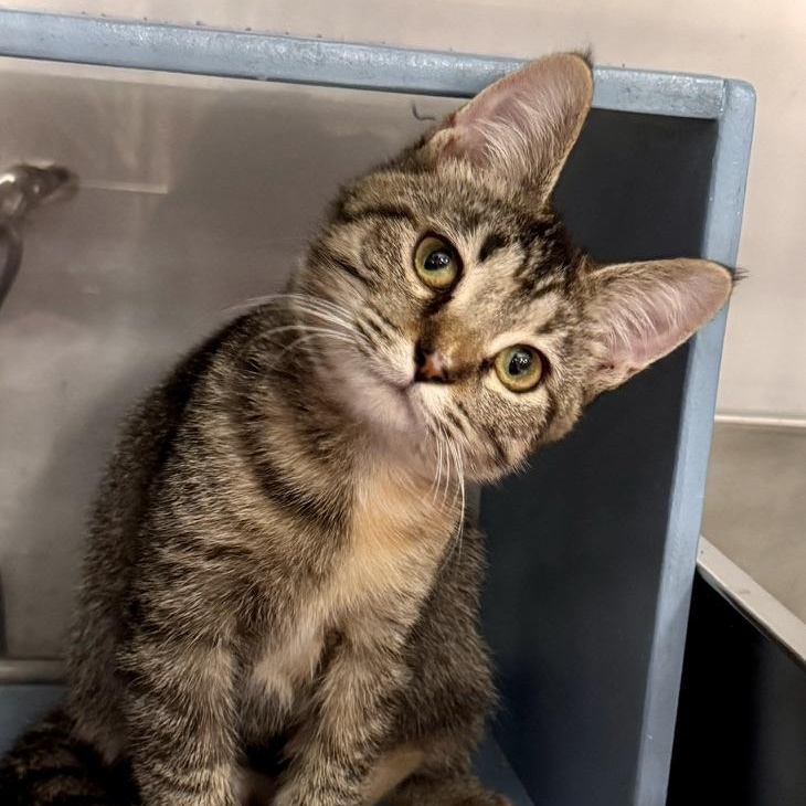 Sydney @ Livonia PetSmart