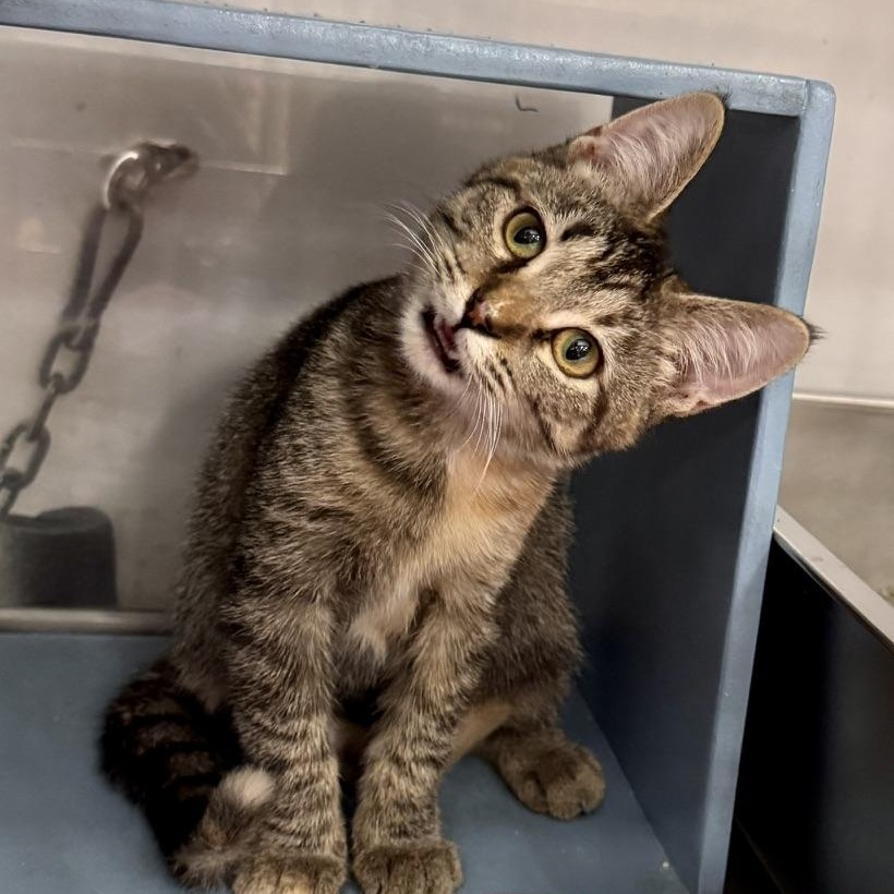 Sydney @ Livonia PetSmart