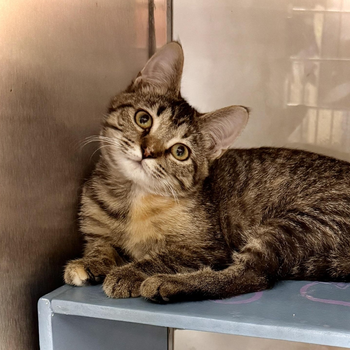 Sydney @ Livonia PetSmart