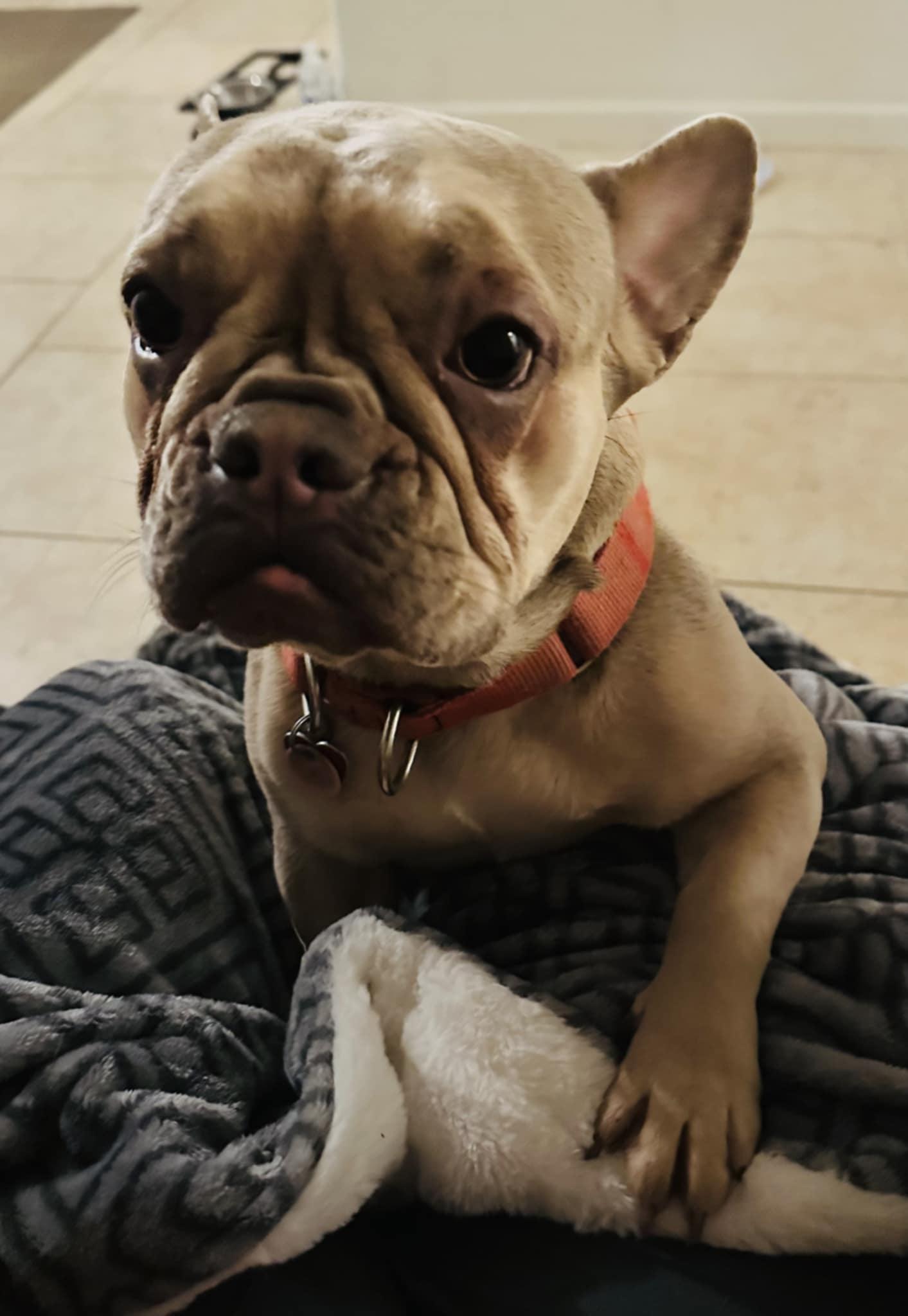 Enlarge Sugar, an adopted French Bulldog in San Jose, CA image 1/1