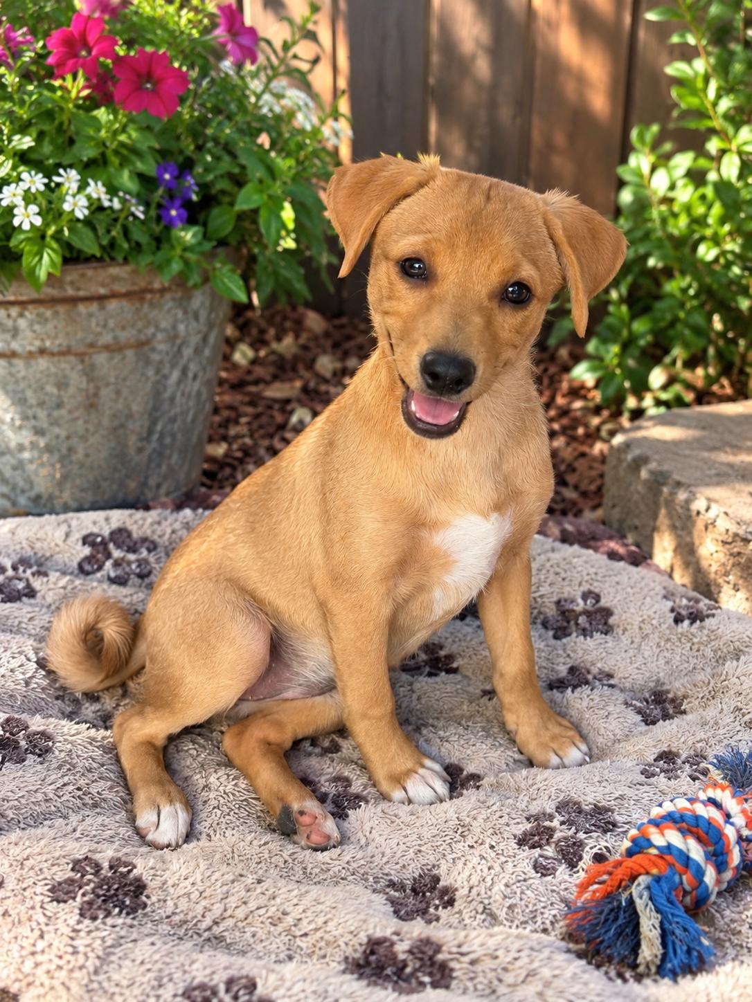 Enlarge Maggie, a Adopted mixed breed in Orange, CA image 1/1