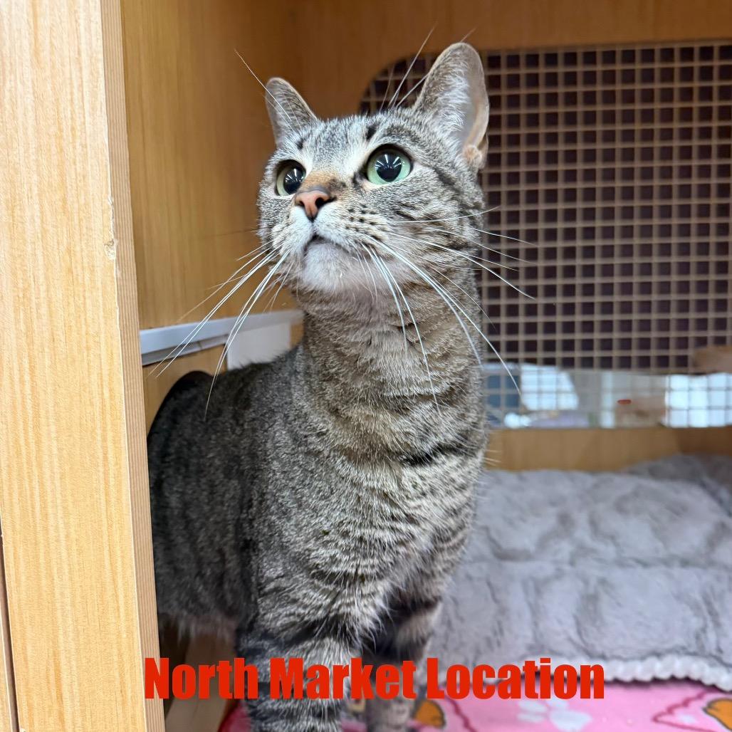 Nala, Adoptable, Adult Female Domestic Short Hair.