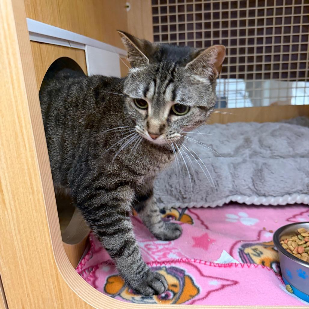 Enlarge Nala, a Adoptable Domestic Short Hair in Raleigh, NC image 2/2