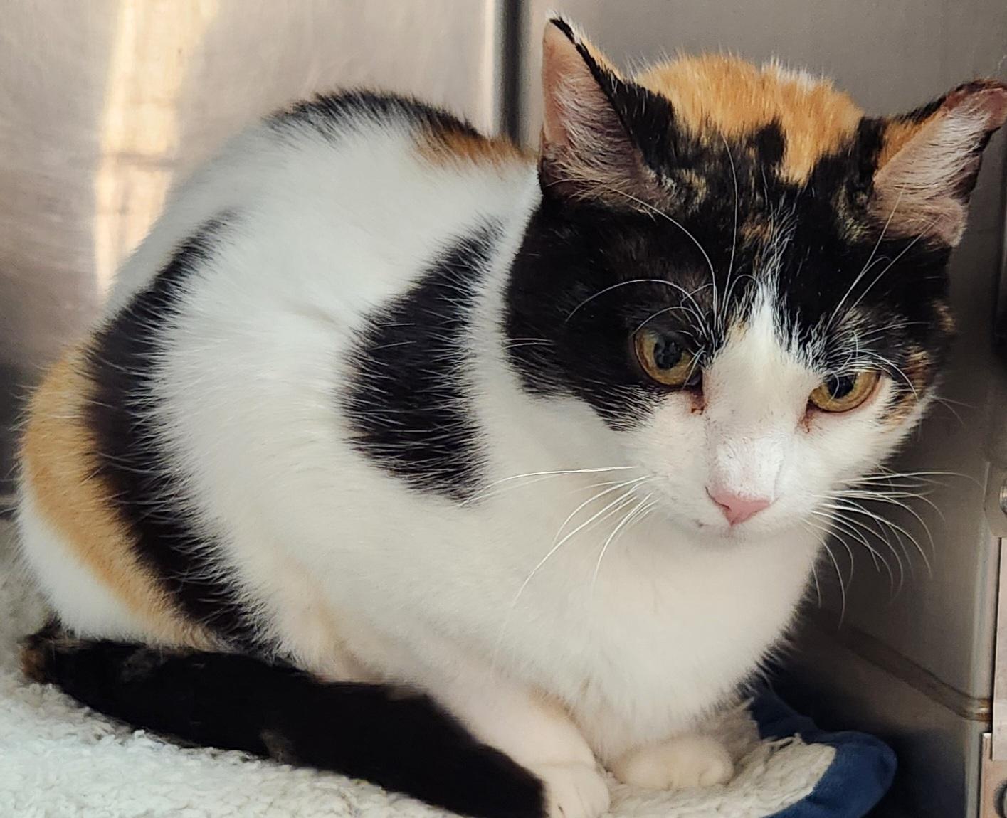 Patches , adopted, Young Female Calico.