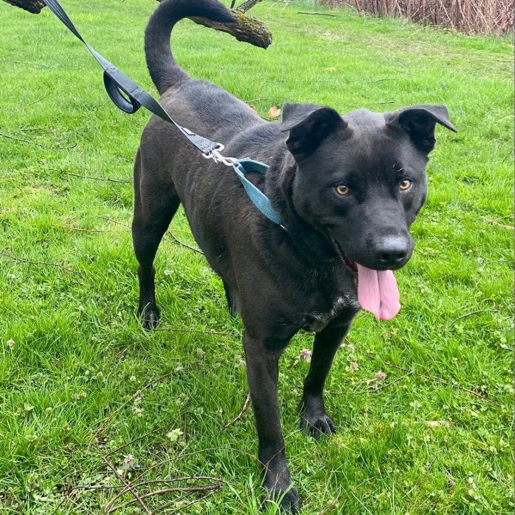 Angus, a Adoptable Black Labrador Retriever in Kittanning, PA image 1/6