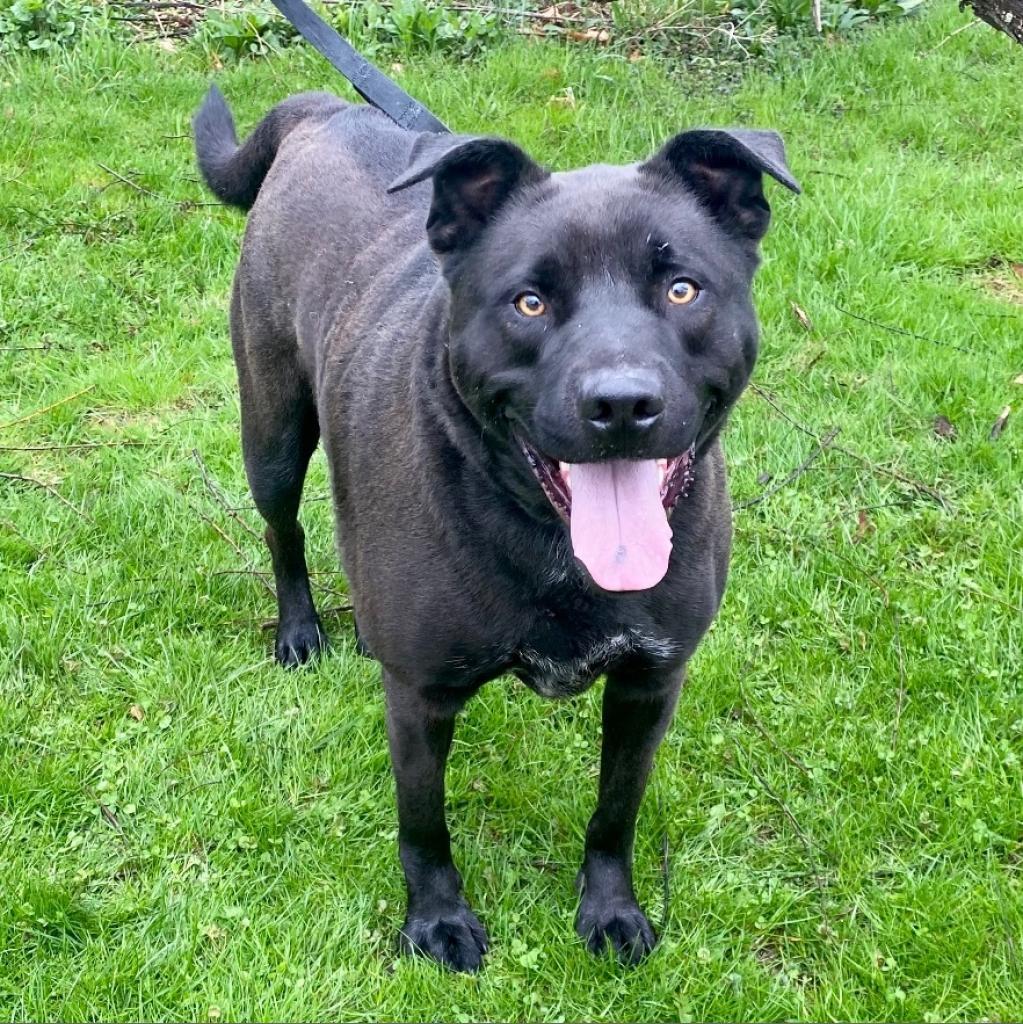 Angus, a Adoptable Black Labrador Retriever in Kittanning, PA image 2/6