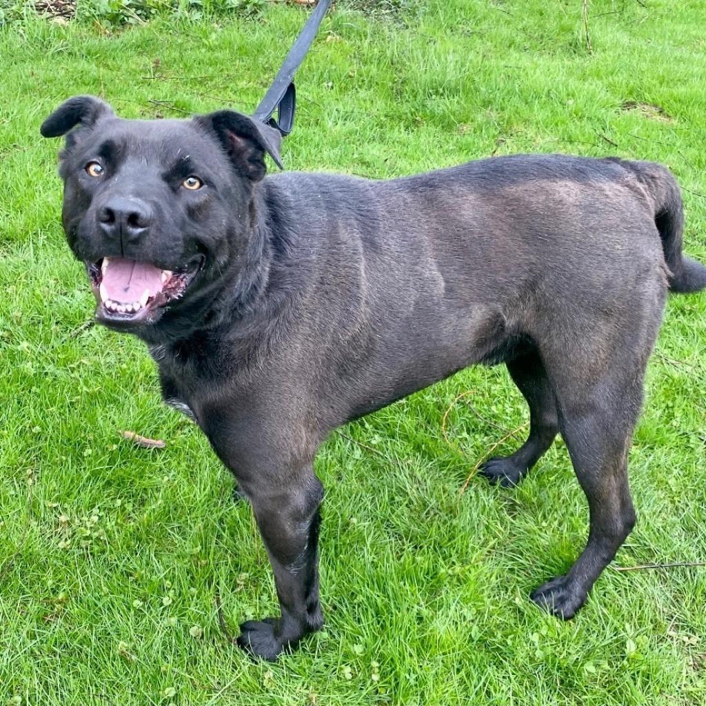 Angus, a Adoptable Black Labrador Retriever in Kittanning, PA image 3/6