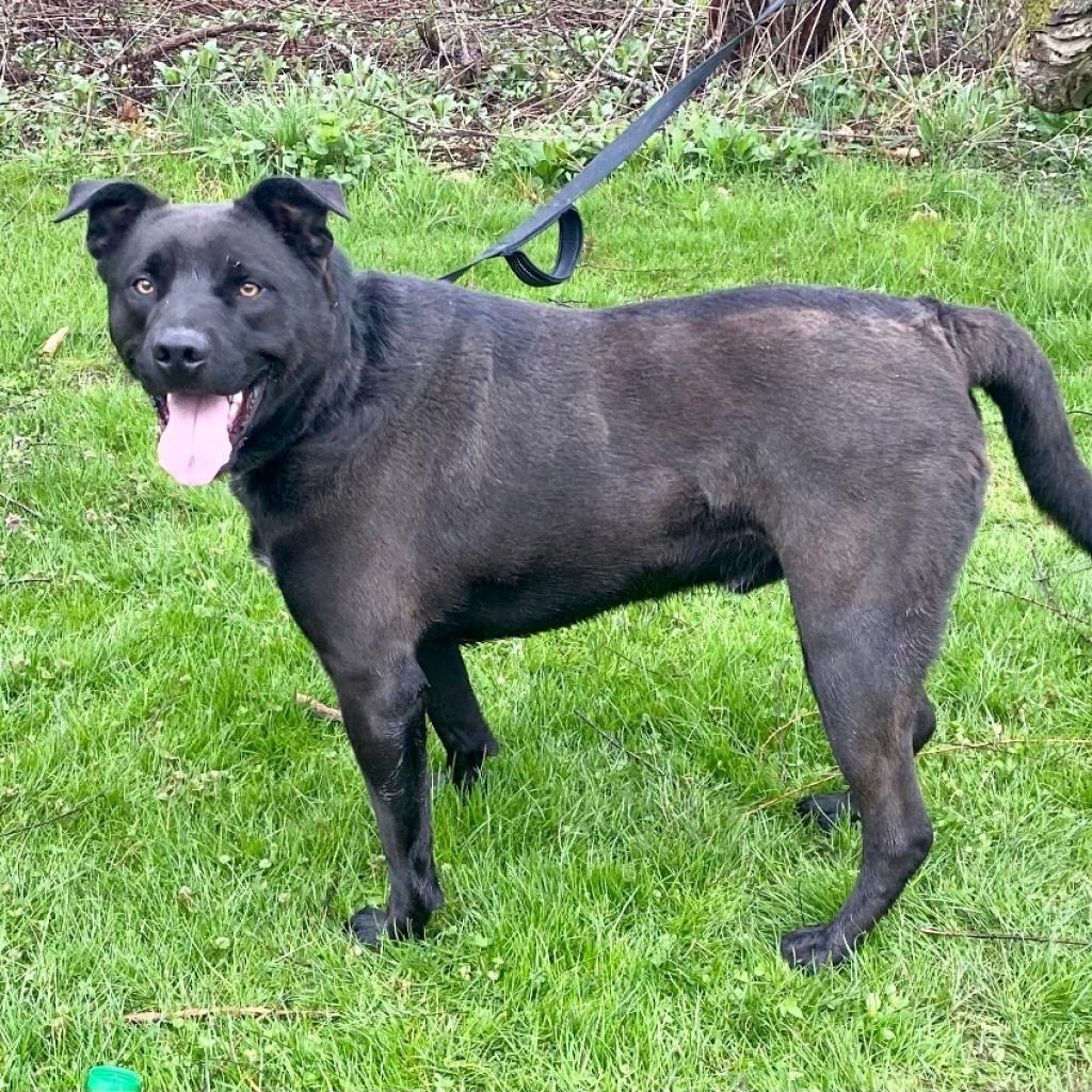 Angus, a Adoptable Black Labrador Retriever in Kittanning, PA image 4/6