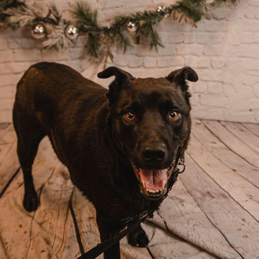 Angus, a Adoptable Black Labrador Retriever in Kittanning, PA image 5/6