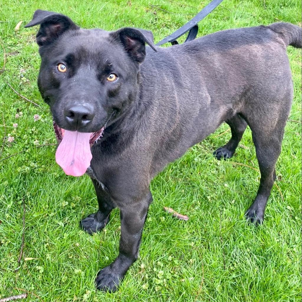 Angus, a Adoptable Black Labrador Retriever in Kittanning, PA image 6/6