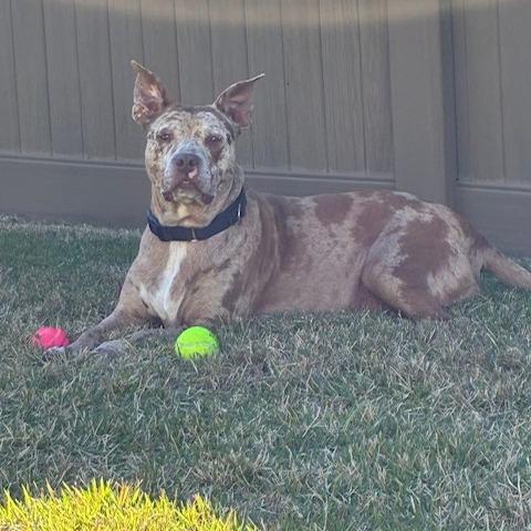 Enlarge Dove, a Adoptable Mixed Breed in Lake Panasoffkee, FL image 1/6