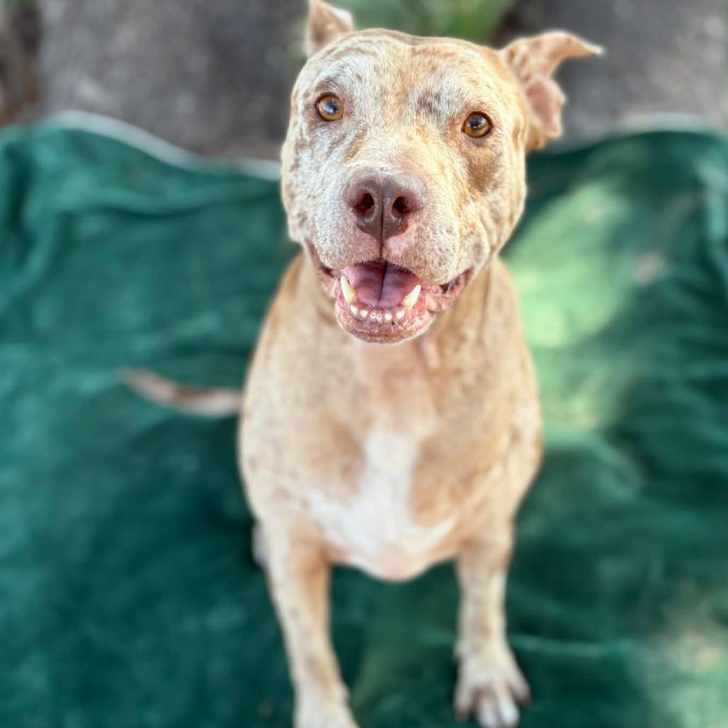 Enlarge Dove, a Adoptable Mixed Breed in Lake Panasoffkee, FL image 1/6