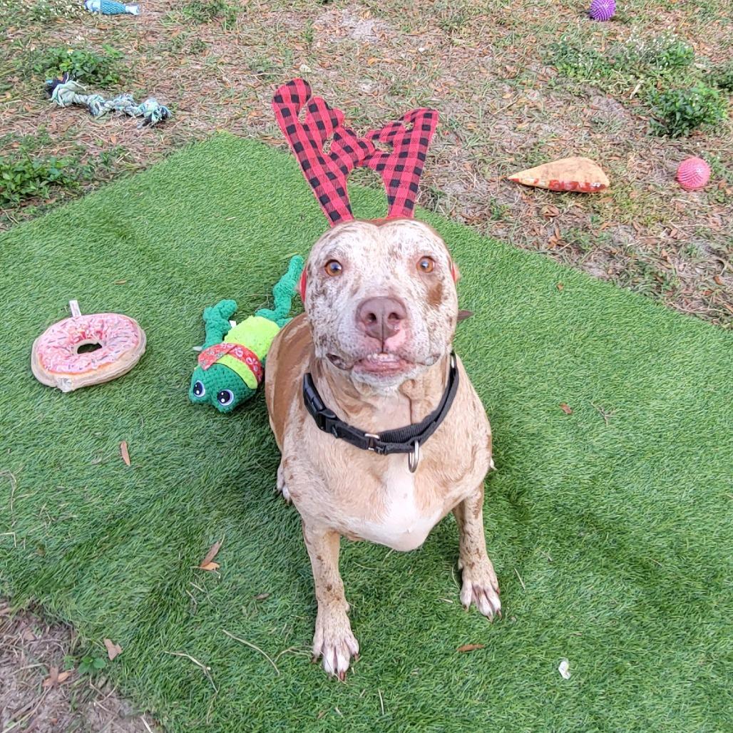 Enlarge Dove, a Adoptable Mixed Breed in Lake Panasoffkee, FL image 2/6
