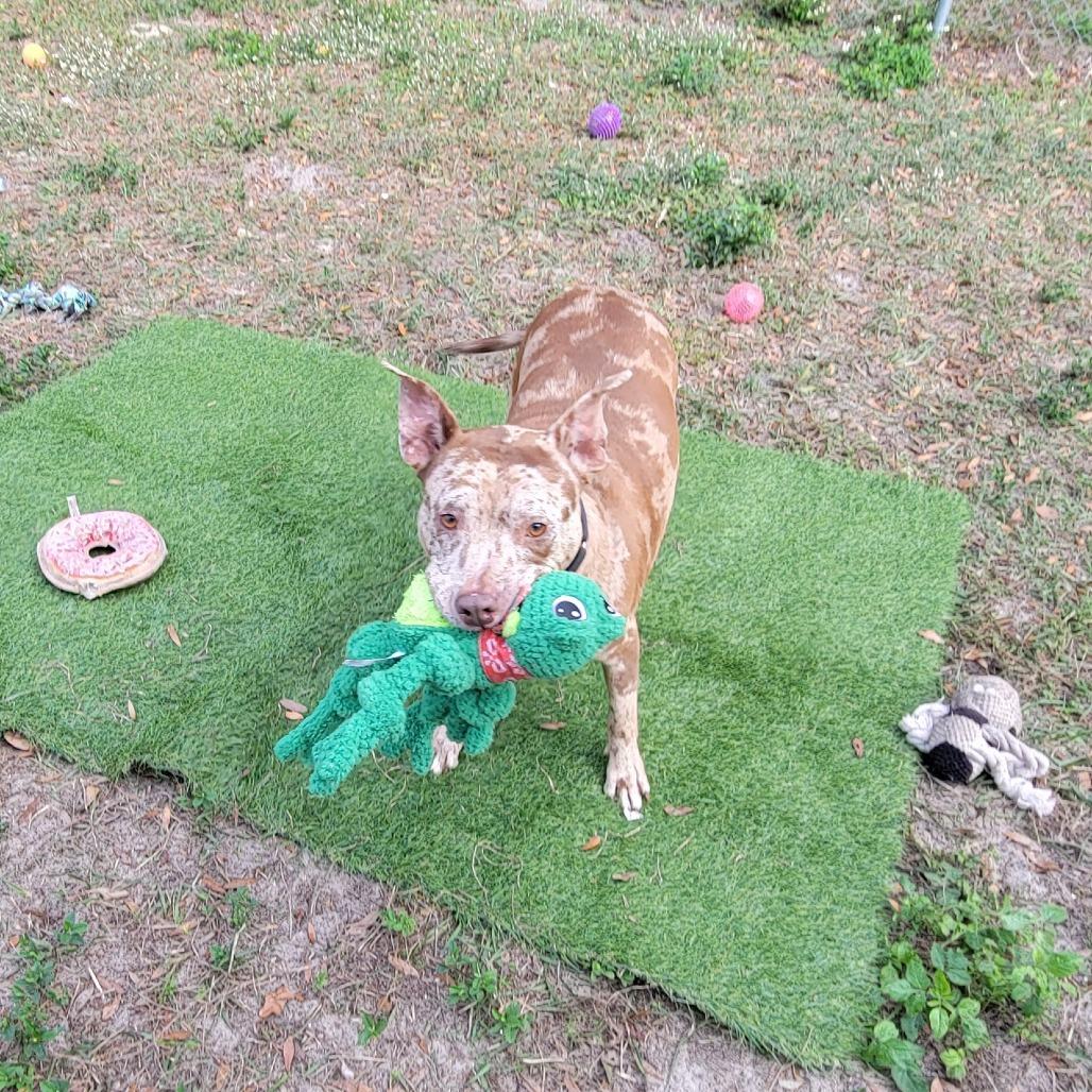Enlarge Dove, a Adoptable Mixed Breed in Lake Panasoffkee, FL image 3/6