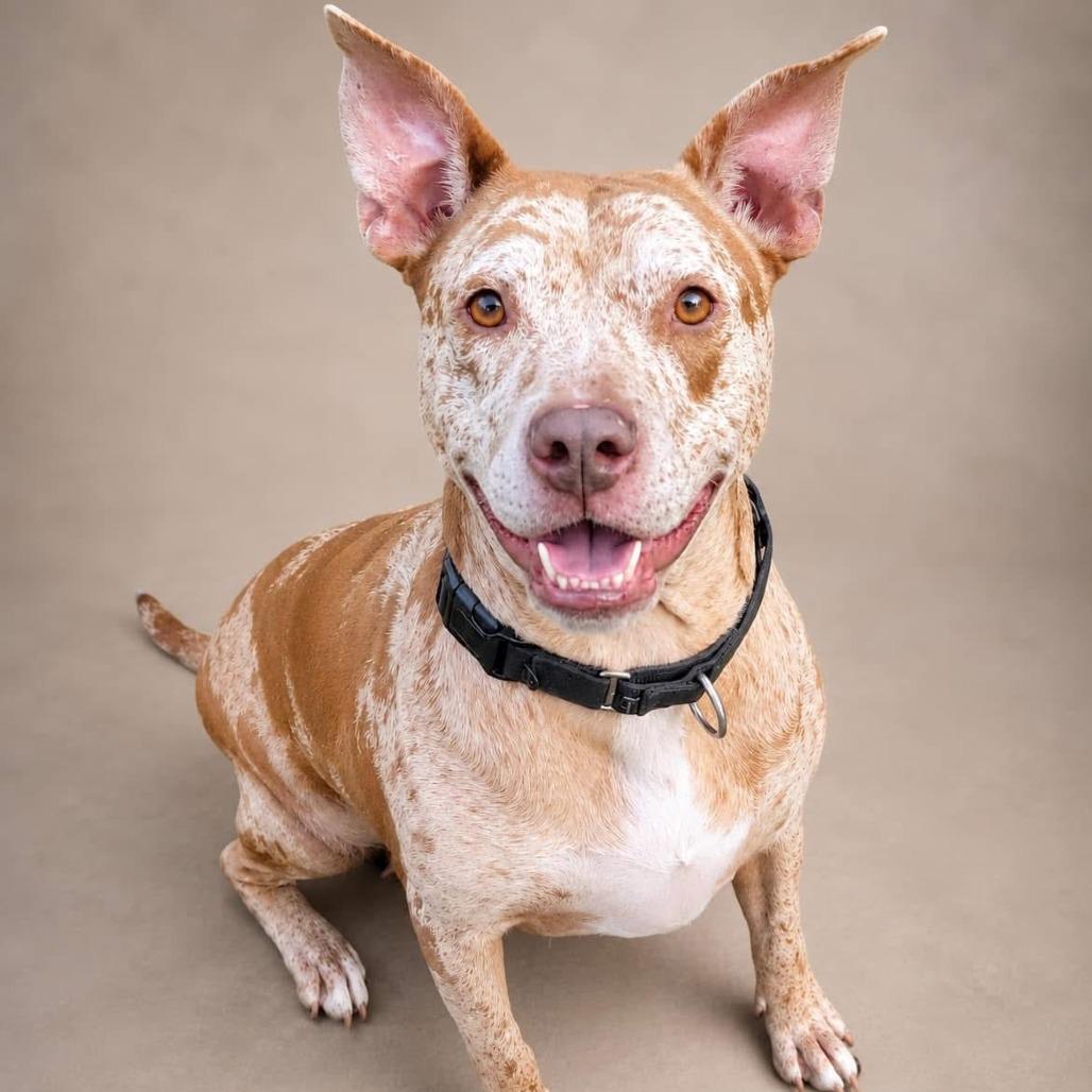 Dove, a Adoptable Mixed Breed in Lake Panasoffkee, FL image 4/6