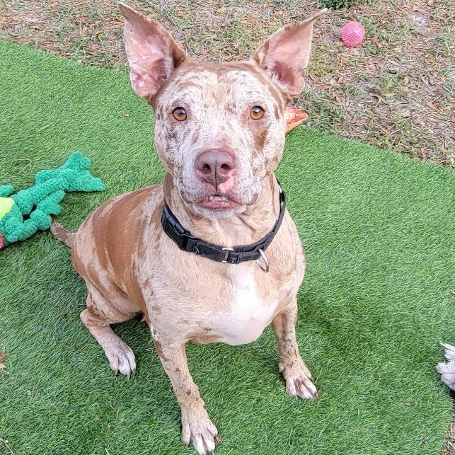 Enlarge Dove, a Adoptable Mixed Breed in Lake Panasoffkee, FL image 4/6
