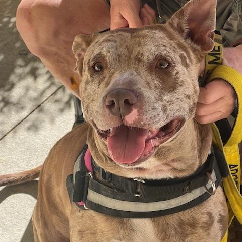Enlarge Dove, a Adoptable Mixed Breed in Lake Panasoffkee, FL image 5/6