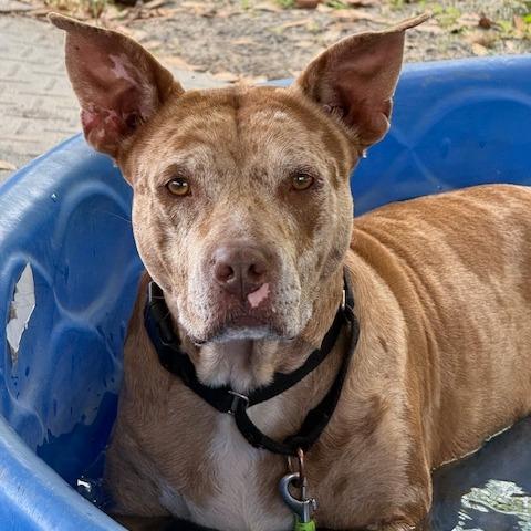 Enlarge Dove, a Adoptable Mixed Breed in Lake Panasoffkee, FL image 6/6