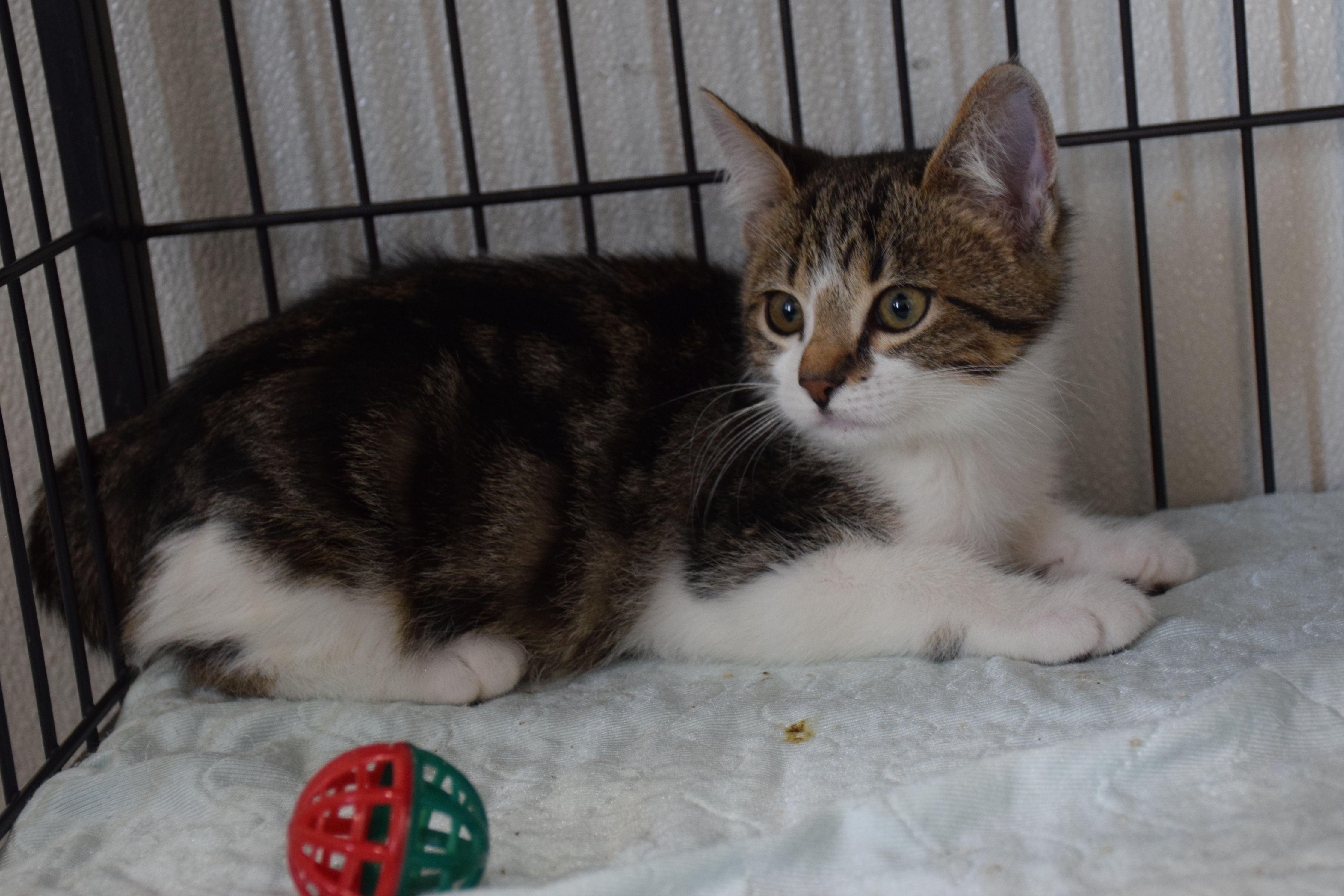 Enlarge Sprinkle, a Adoptable Tabby in Claresholm, AB image 1/1