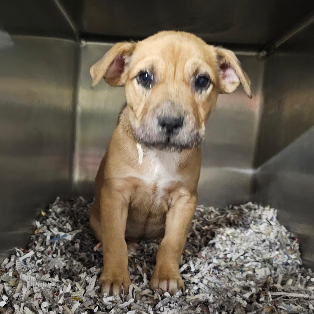 Enlarge TaterTot, a Adoptable Mixed Breed in mount vernon, AR image 1/1