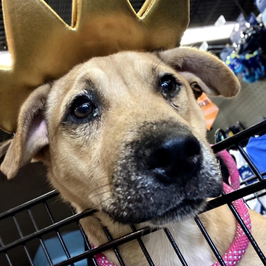 Enlarge TaterTot, a Adoptable Mixed Breed in mount vernon, AR image 2/2