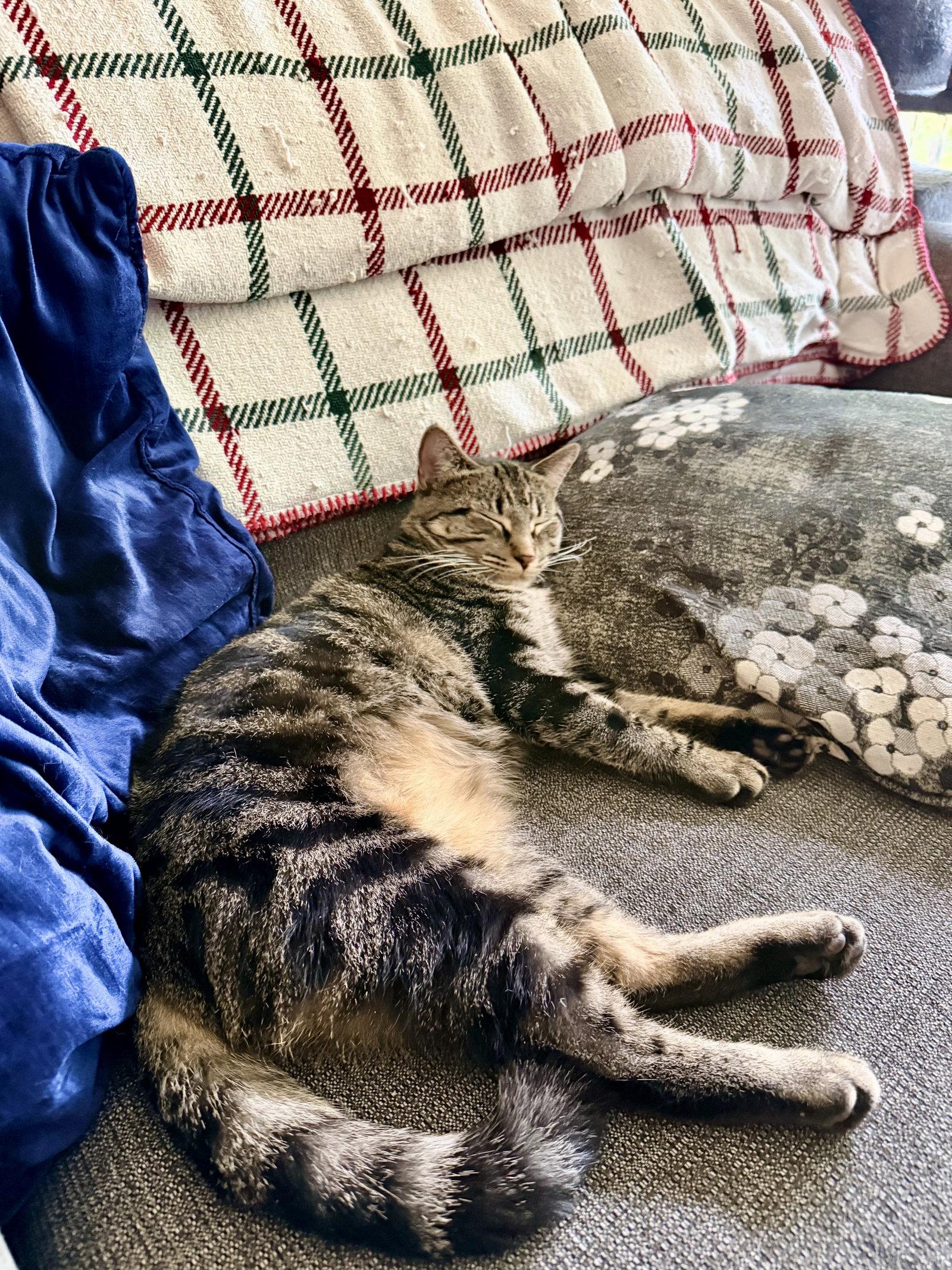 Bruna, Adoptable, Young Female Domestic Short Hair & Tabby.