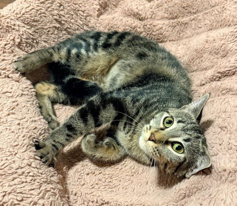 Enlarge Bruna, a Adoptable mixed breed in Forest Lake, MN image 1/3