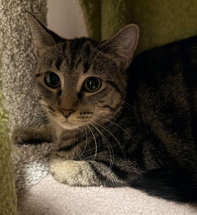 Enlarge Bruna, a Adoptable mixed breed in Forest Lake, MN image 2/3