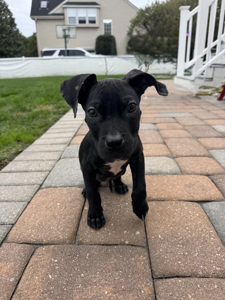 Enlarge Emmitt, a Adoptable mixed breed in Willingboro, NJ image 1/5