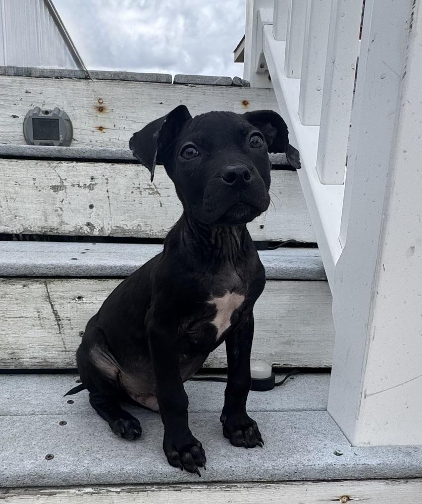 Enlarge Emmitt, a Adoptable mixed breed in Willingboro, NJ image 2/5
