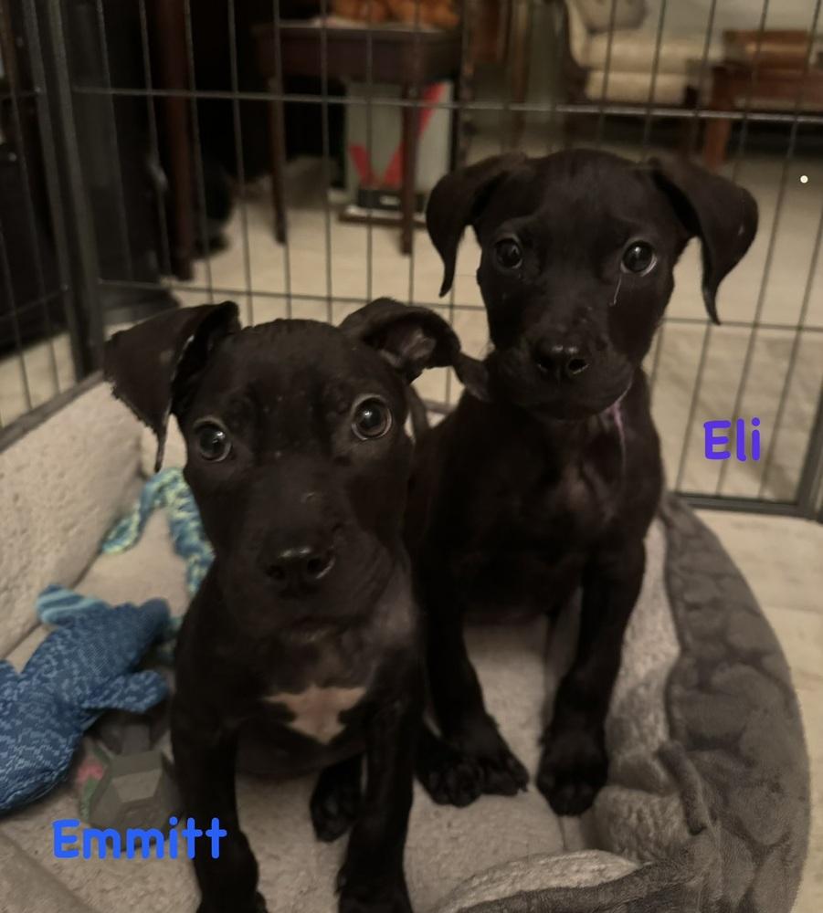 Enlarge Emmitt, a Adoptable mixed breed in Willingboro, NJ image 3/5