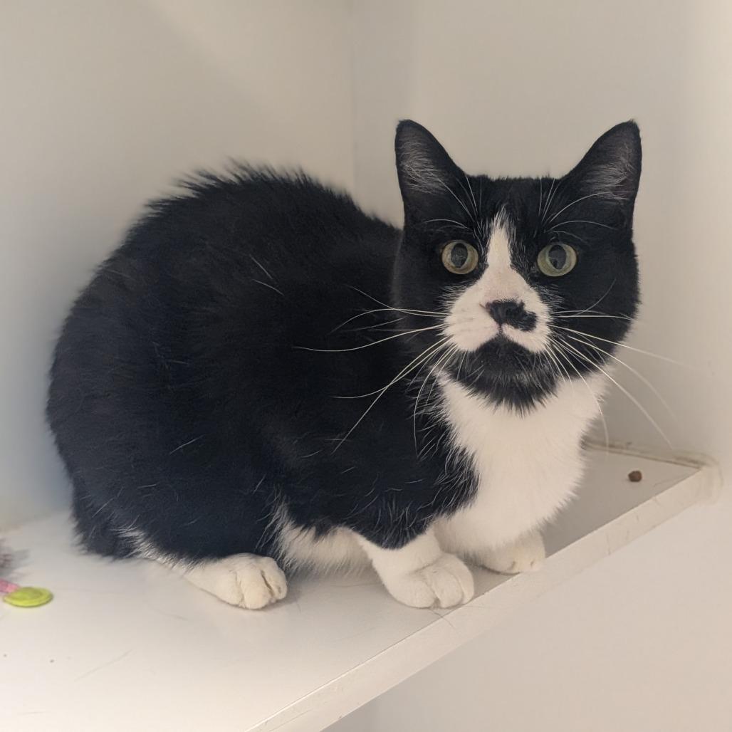 Tuxie, Adoptable, Adult Female Domestic Short Hair.