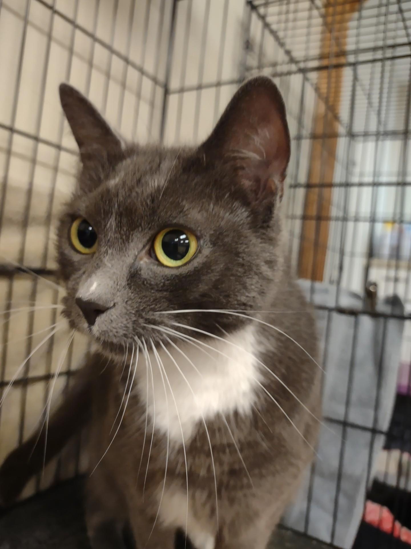 Silver, an adopted mixed breed in Montour Falls, NY image 1/2