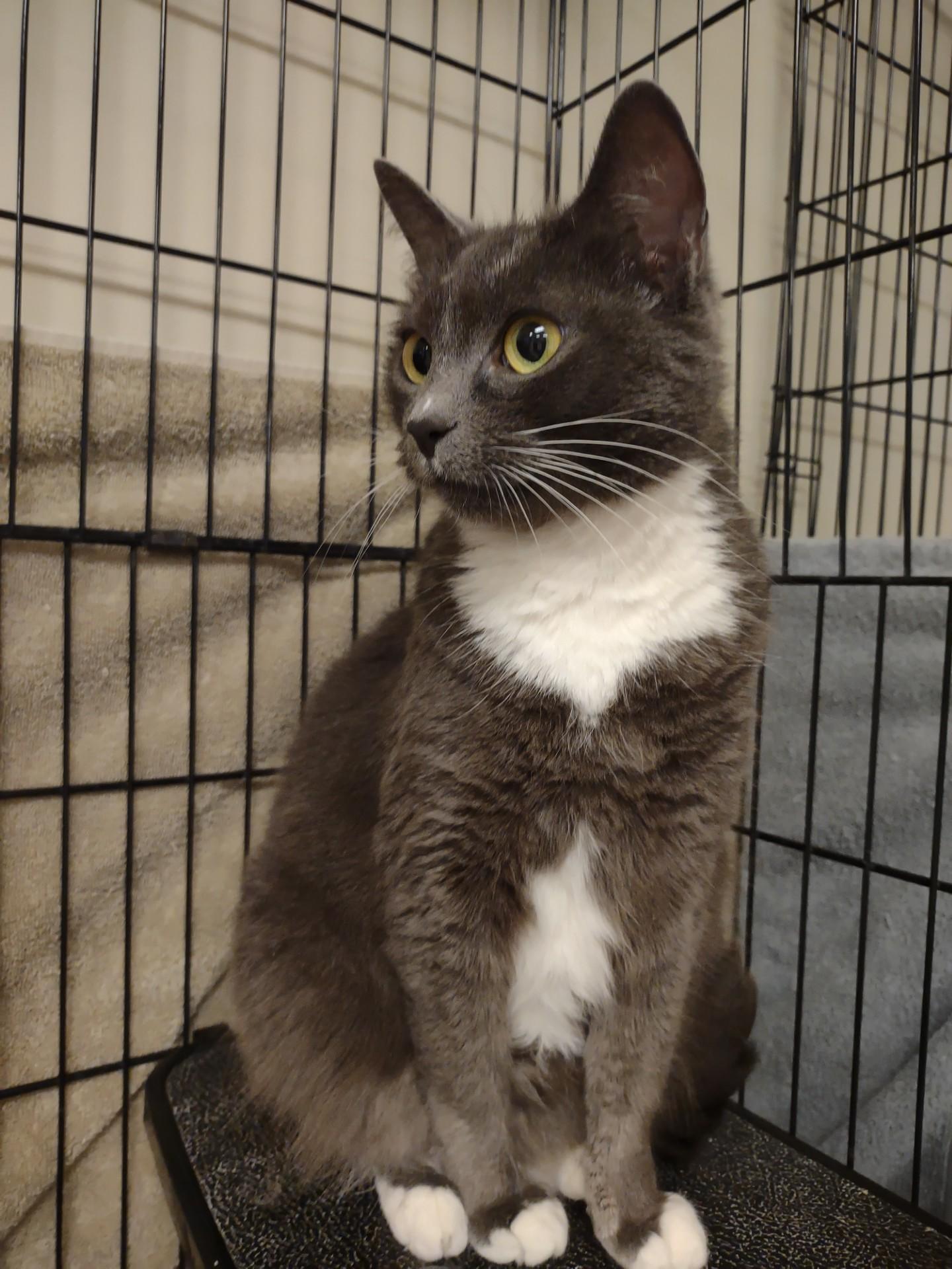 Silver, an adopted mixed breed in Montour Falls, NY image 2/2