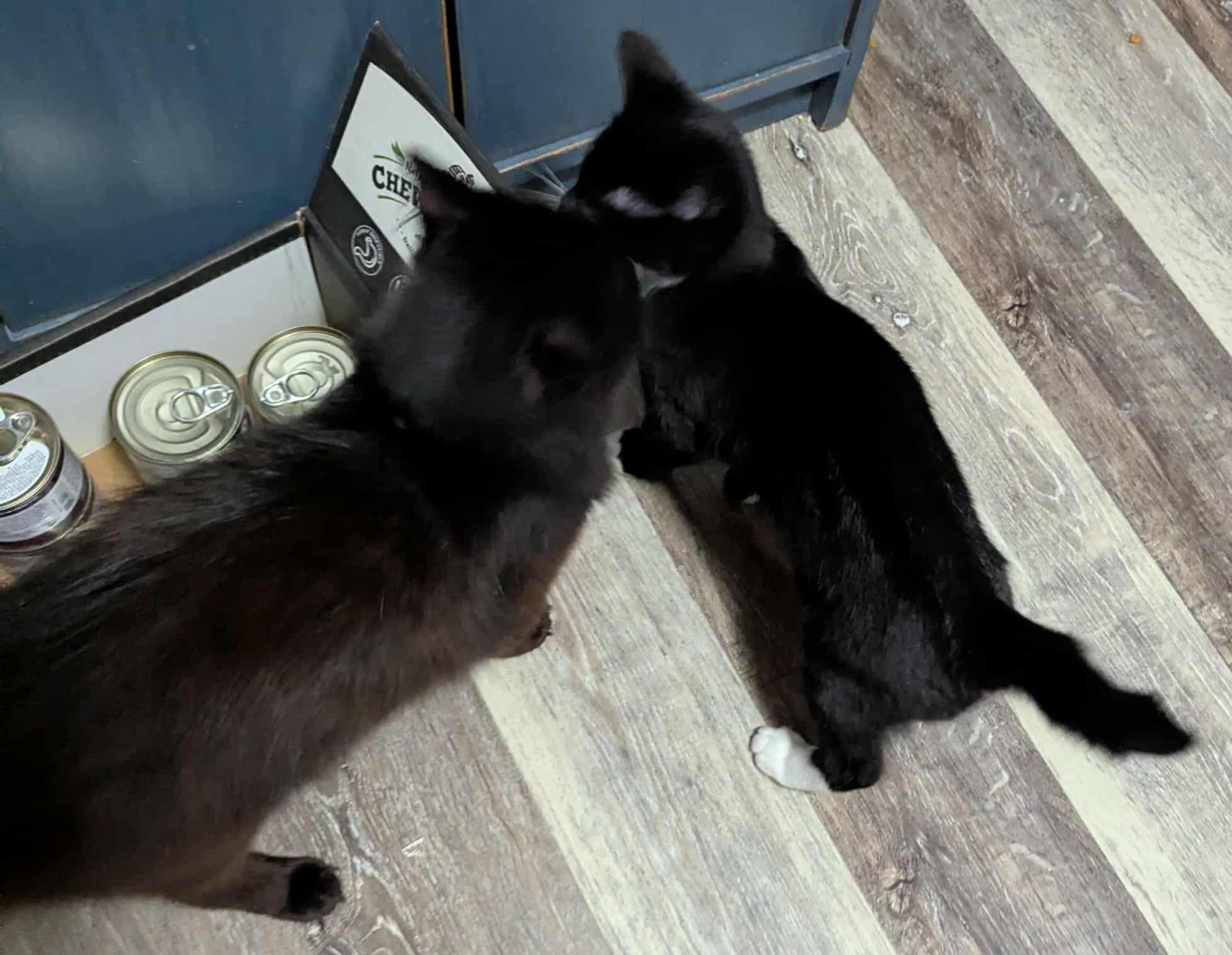 Bailyn & Skippy, a Adoptable Domestic Short Hair in Shawnigan Lake, BC image 1/3