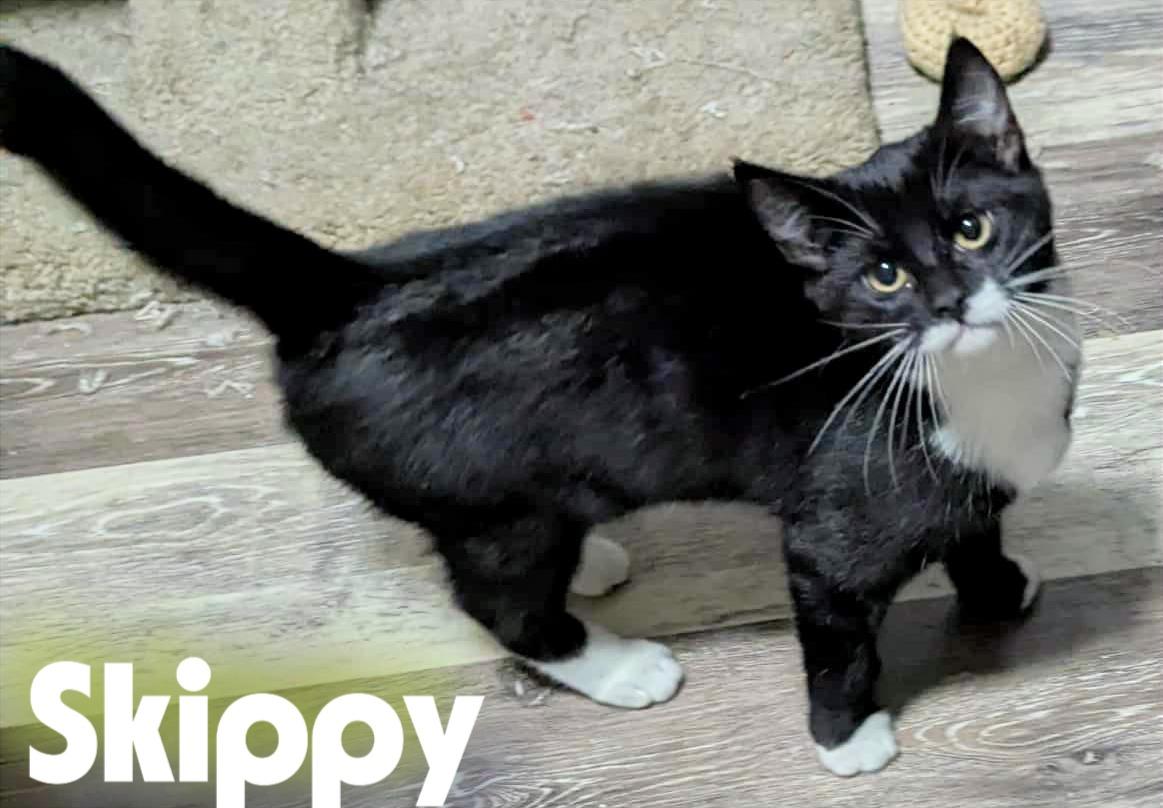 Bailyn & Skippy, a Adoptable Domestic Short Hair in Shawnigan Lake, BC image 2/3