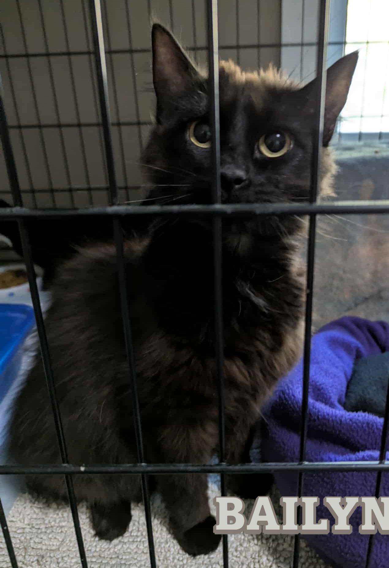 Bailyn & Skippy, a Adoptable Domestic Short Hair in Shawnigan Lake, BC image 3/3