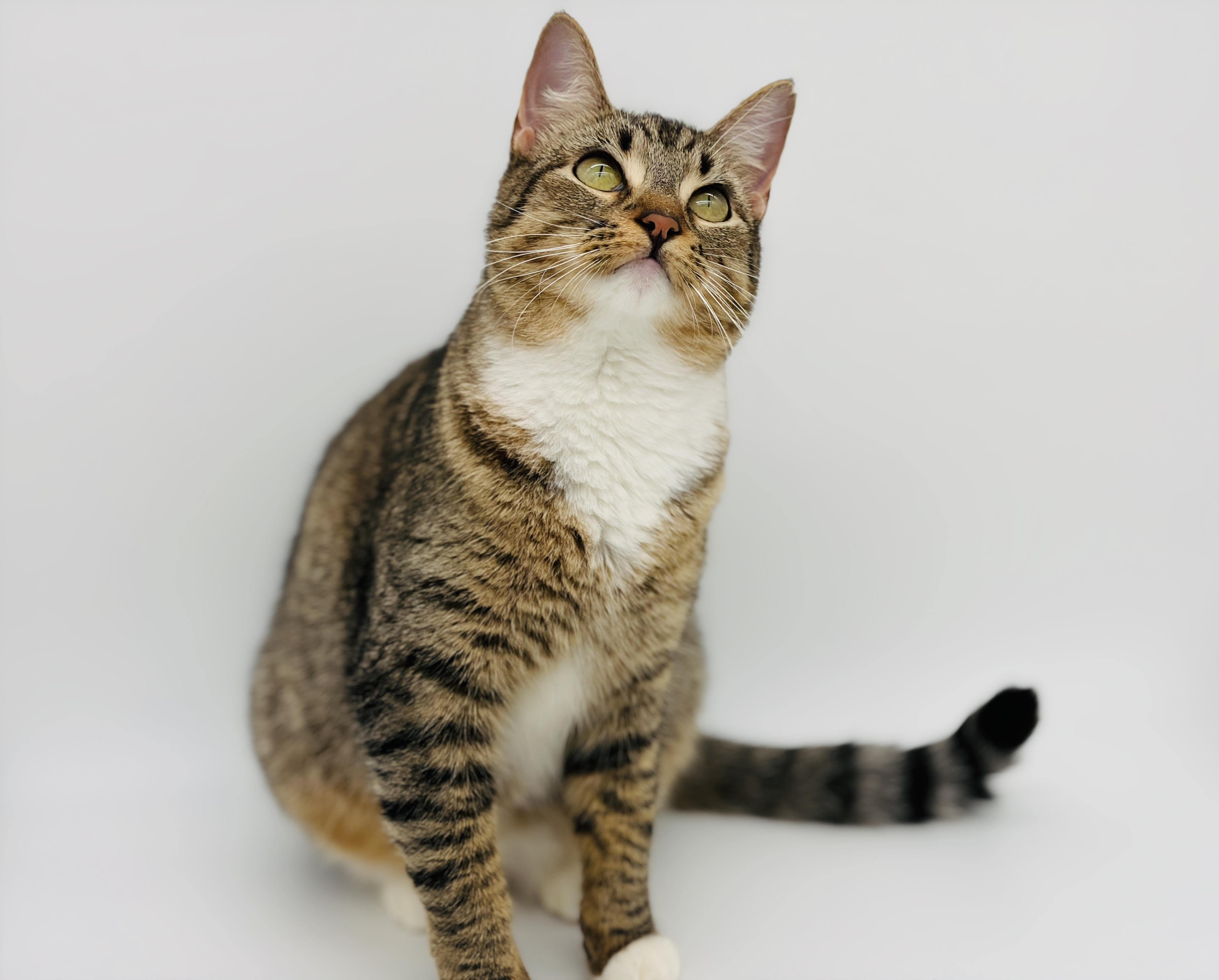 Bittie, Adoptable, Young Female Domestic Short Hair.